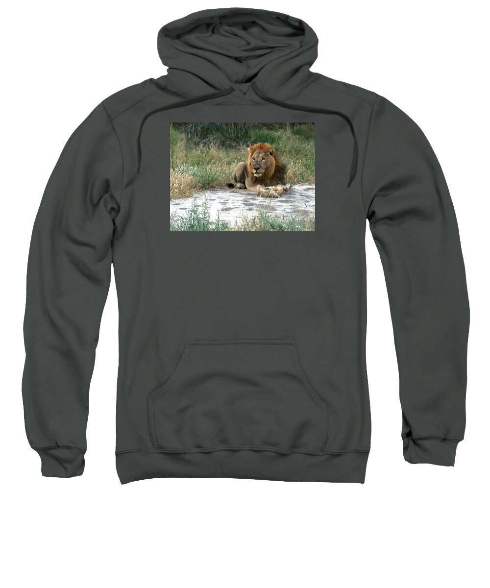 Karen Zuk Rosenblatt Art And Photography Sweatshirt featuring the photograph African Lion by Karen Zuk Rosenblatt