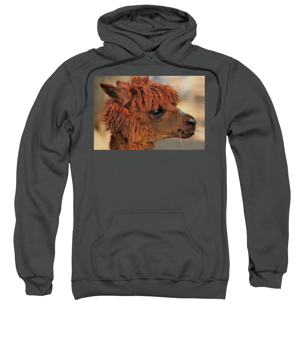 Nature Sweatshirt featuring the photograph Alpaca Portrait by Sheila Brown