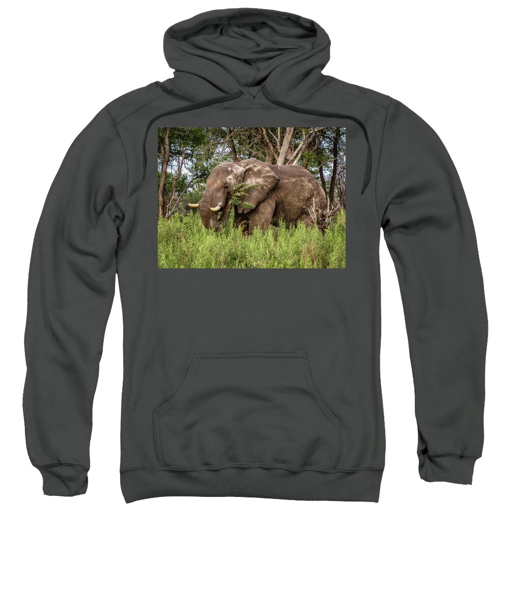 100324 Botswana & Zimbabwe Expeditions Sweatshirt featuring the photograph Alpha Male Elephant by Gregory Daley MPSA