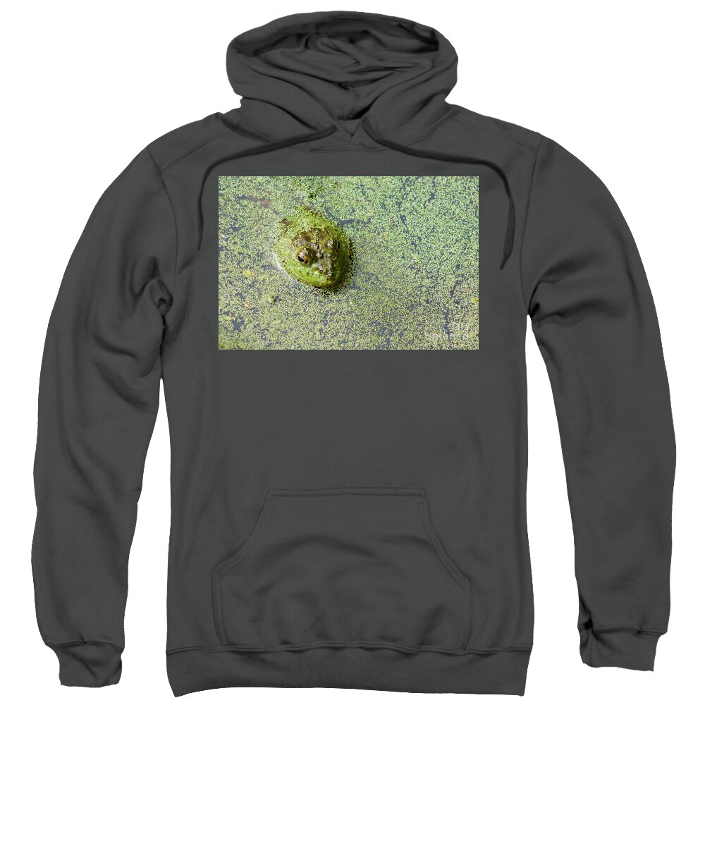Photography Sweatshirt featuring the photograph American Bullfrog by Sean Griffin