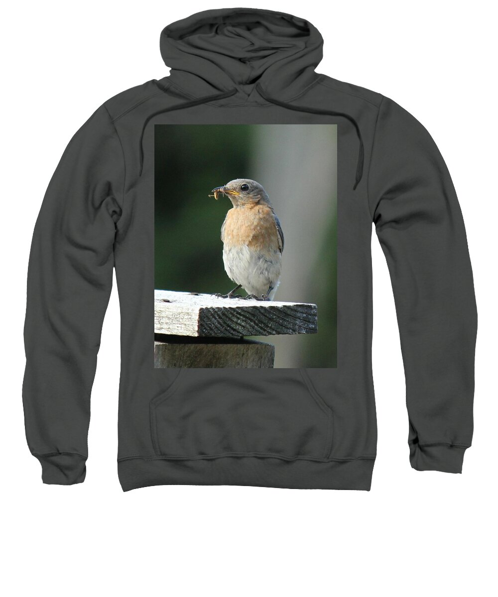 Robin Sweatshirt featuring the photograph American Robin by Charles and Melisa Morrison
