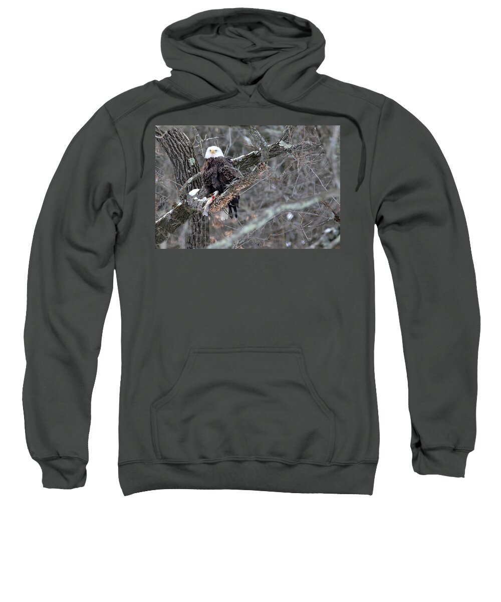 Bald Eagle Sweatshirt featuring the photograph An Eagles Meal 4 by Brook Burling