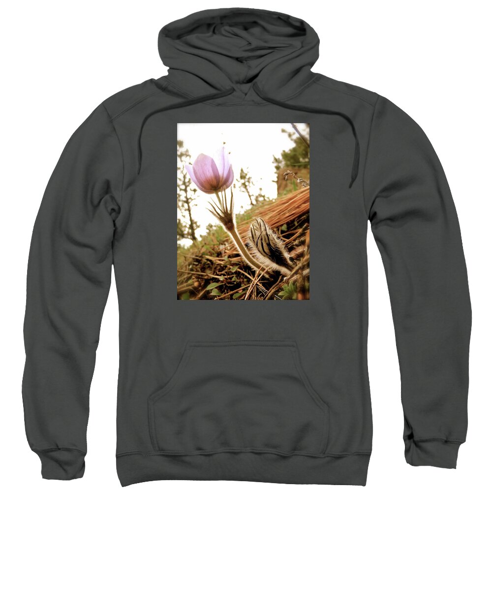  Sweatshirt featuring the photograph Anemone Trail Boulder Colorado 2014 by Leizel Grant