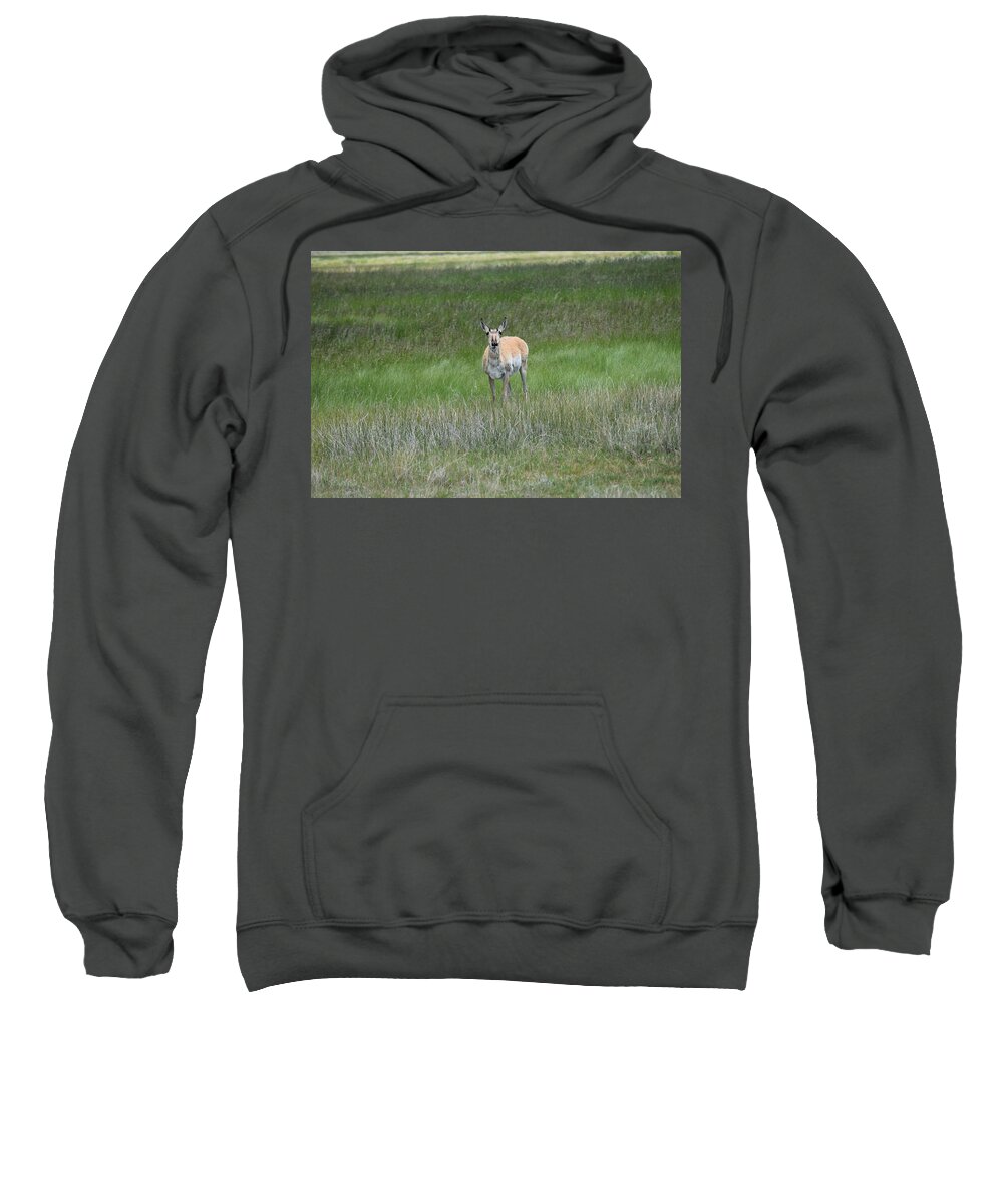 Animal Sweatshirt featuring the photograph Prong Horned Antelope Lake John SWA CO by Margarethe Binkley