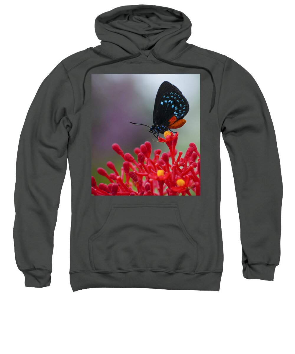 Penny Lisowski Sweatshirt featuring the photograph Atala by Penny Lisowski