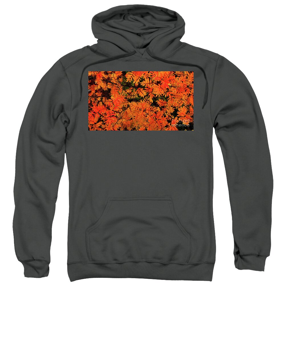  Sweatshirt featuring the digital art Autumn in Maple Creek by Darcy Dietrich