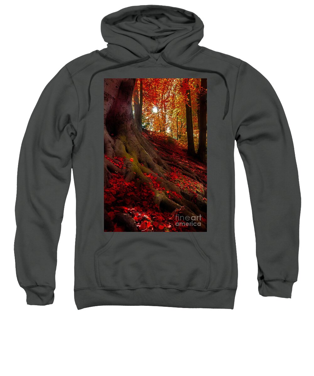 Autumn Sweatshirt featuring the photograph Autumn Light by Hannes Cmarits