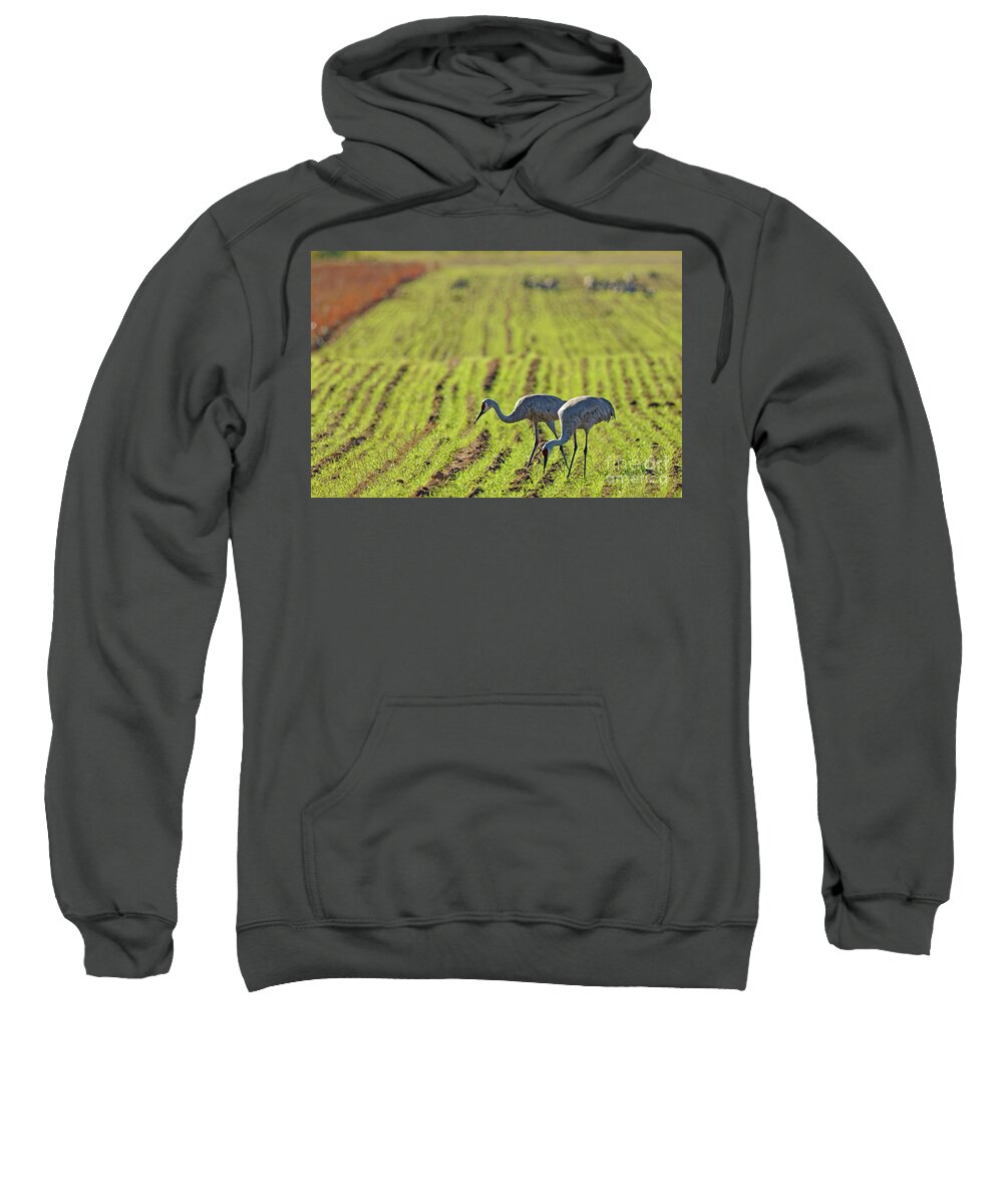 Crane Sweatshirt featuring the photograph Autumn Sandhill Pair by Natural Focal Point Photography