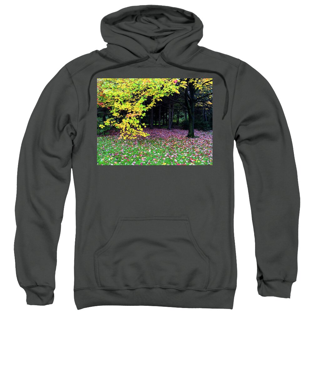 Trees Sweatshirt featuring the photograph Autumn trees and fallen leaves by GoodMood Art