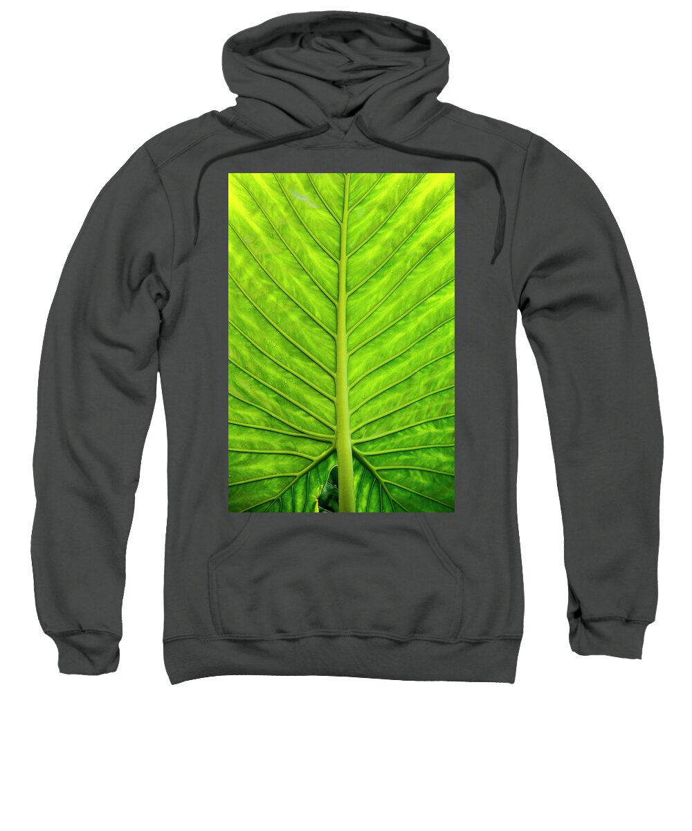 Colocasia Esculenta Sweatshirt featuring the photograph Backlit Taro Leaf by Todd Bannor