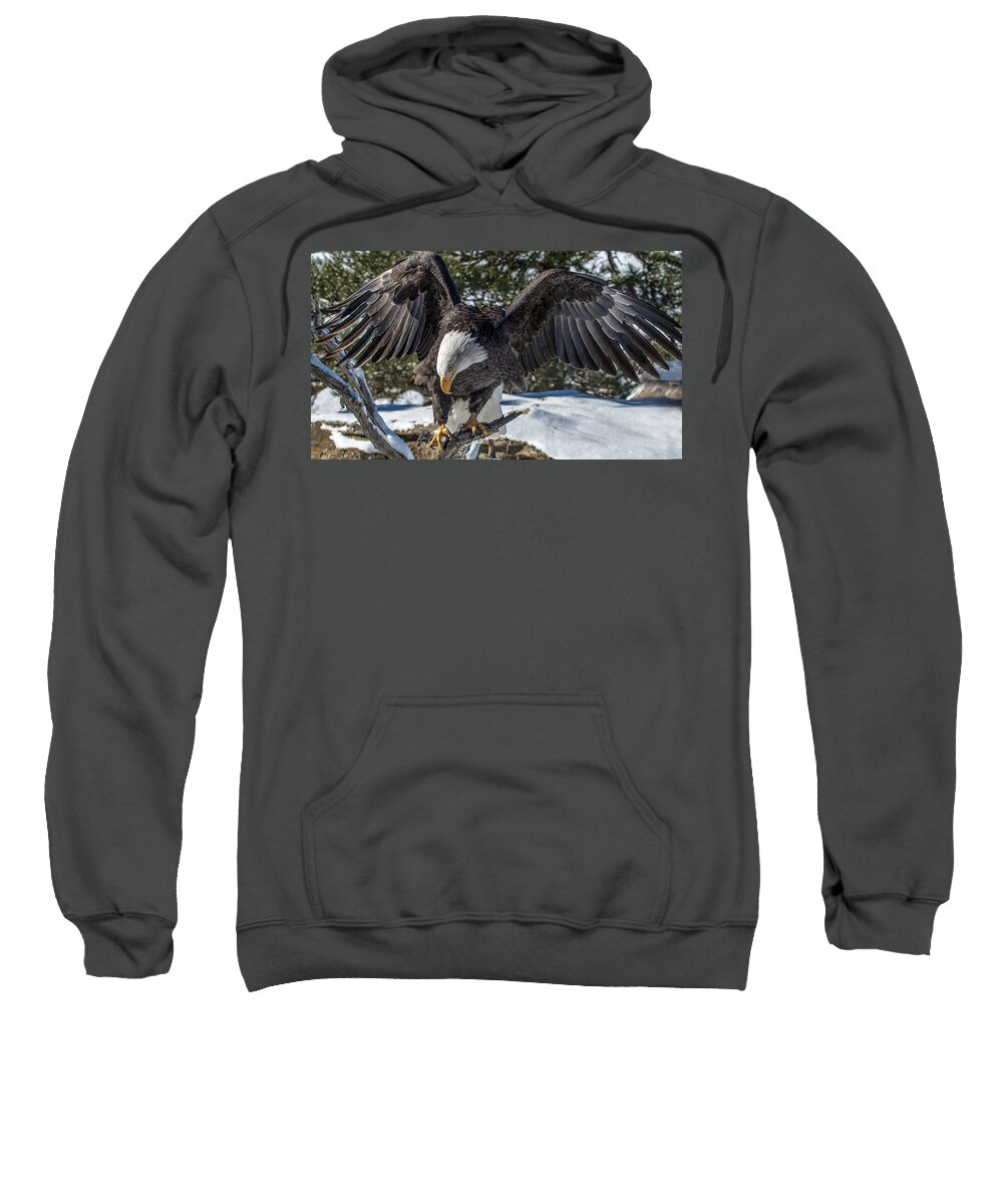 Bald Eagle Sweatshirt featuring the photograph Bald Eagle Spread by Dawn Key