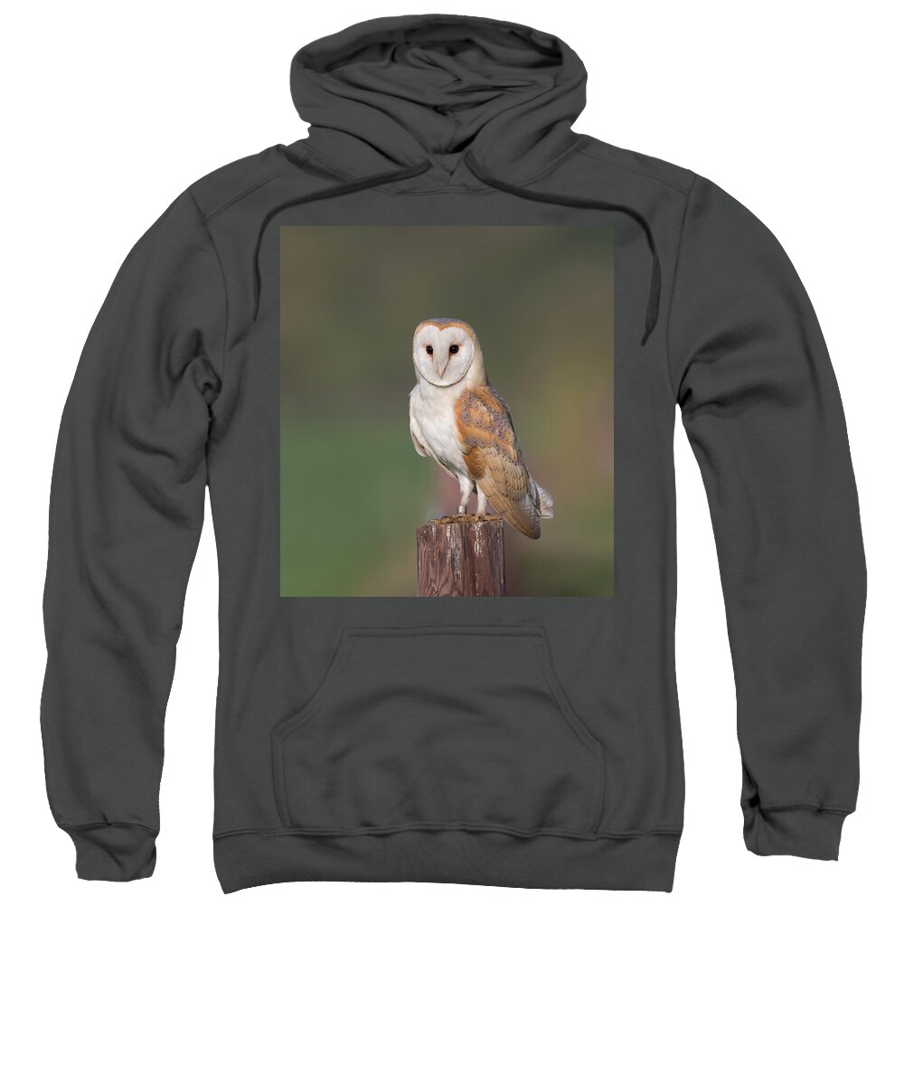 Barn Sweatshirt featuring the photograph Barn Owl Perched by Pete Walkden
