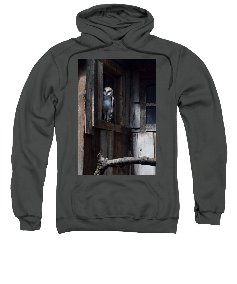 Owls Sweatshirt featuring the photograph Barn Owl......i See You. by Jimmy Chuck Smith
