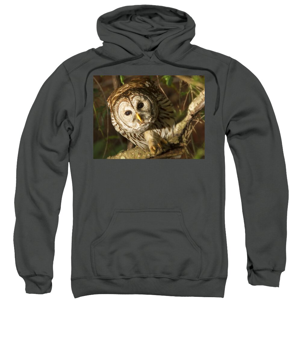 Cute Barred Owl Sweatshirt featuring the photograph Barred Owl Peering by Jean Noren