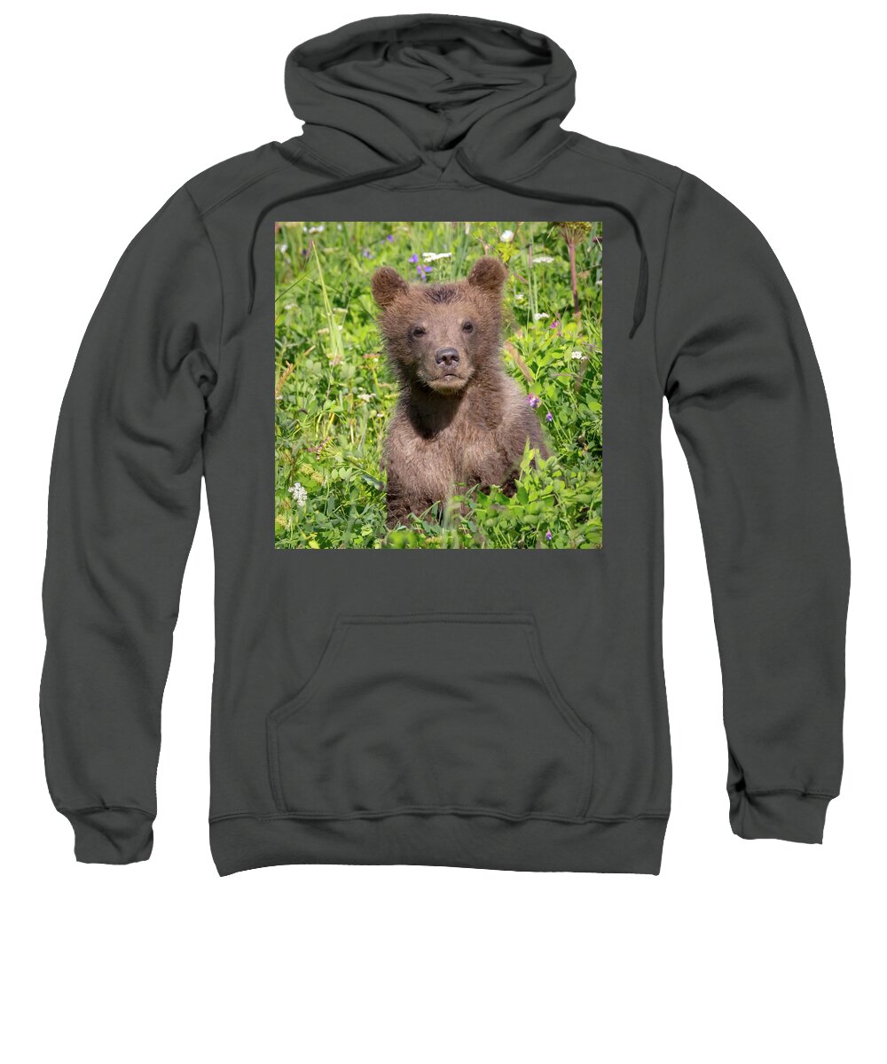 Bear Sweatshirt featuring the photograph Bear Cub Cuteness by Jack Bell