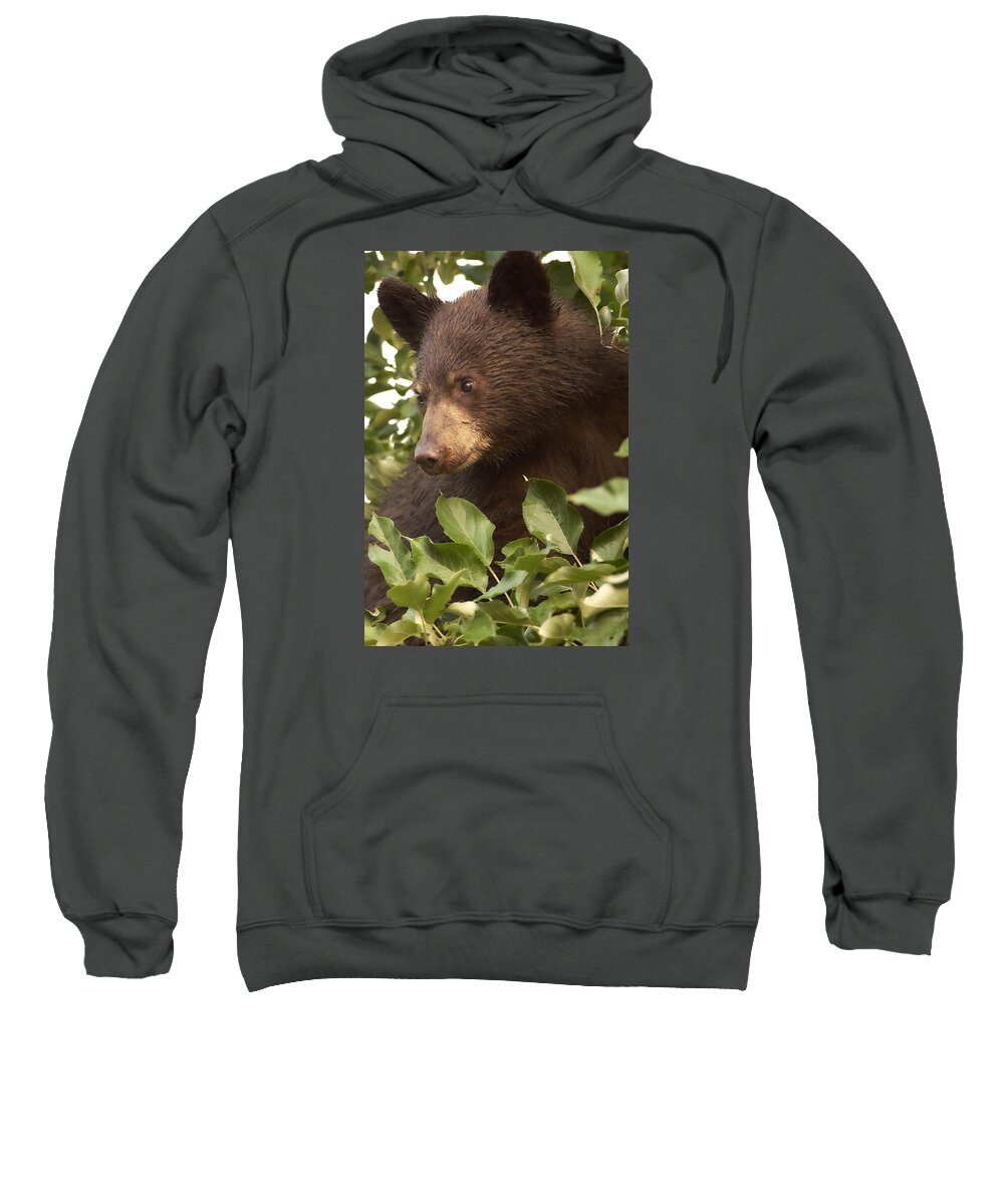  Sweatshirt featuring the photograph Bear Cub in Apple Tree1 by Loni Collins