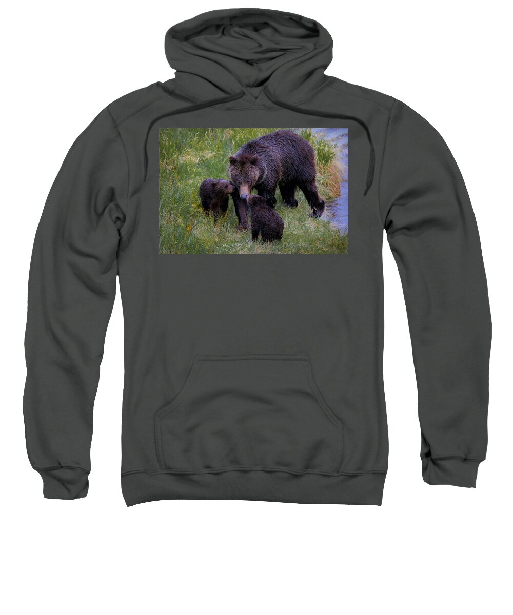 A Grizzly Bear And Her Cubs Were Definitely Not Afraid Of The Rain And Ventured Out For A Fun Morning Of Play And Affection. Sweatshirt featuring the photograph Bearly Wet by Ryan Smith