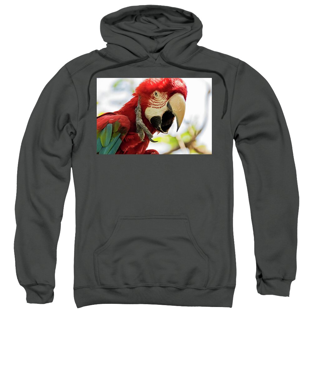 Jay Stockhaus Sweatshirt featuring the photograph Bird Face by Jay Stockhaus