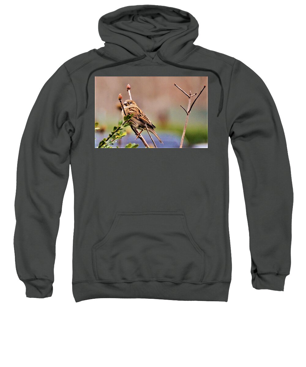 Bird Sweatshirt featuring the photograph Bird in the Cold by Chuck Brown