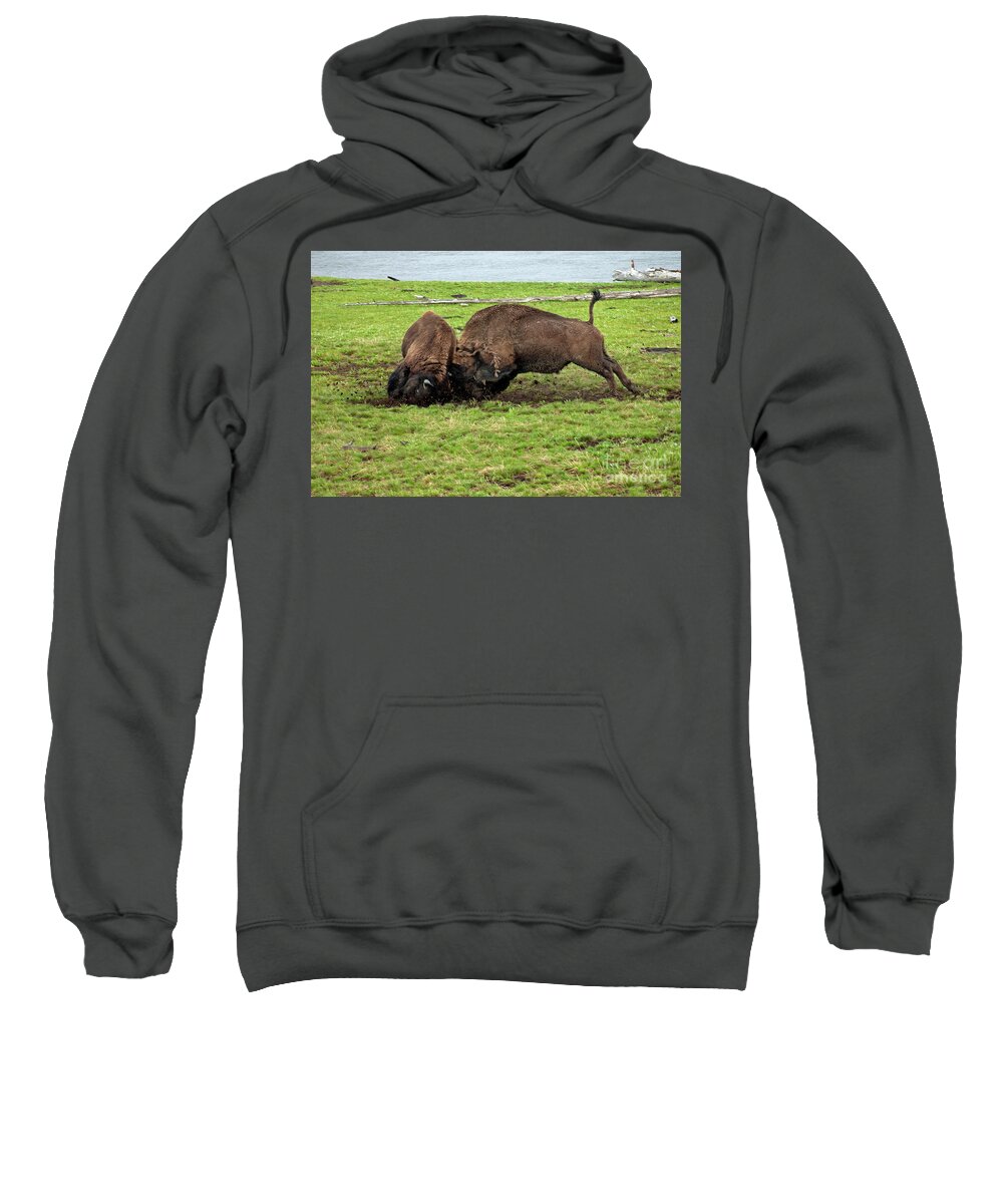 Bison Sweatshirt featuring the photograph Bison fighting by Cindy Murphy - NightVisions