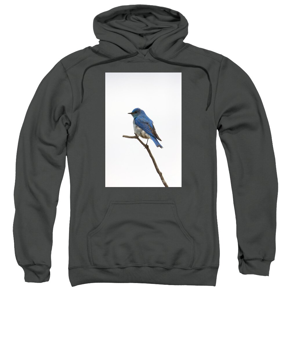 Bird Sweatshirt featuring the photograph Blue Bird Skies by Douglas Kikendall