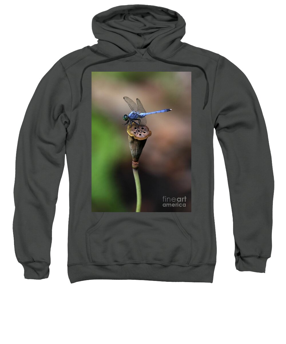 Dragonfly Sweatshirt featuring the photograph Blue Dragonfly Dancer by Sabrina L Ryan