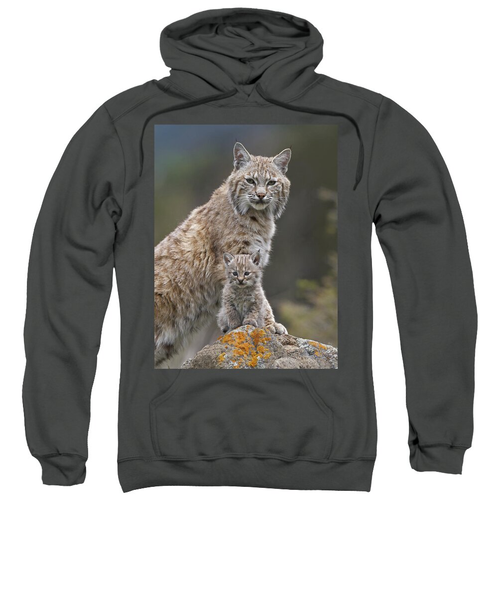 00177005 Sweatshirt featuring the photograph Bobcat Mother And Kitten North America by Tim Fitzharris