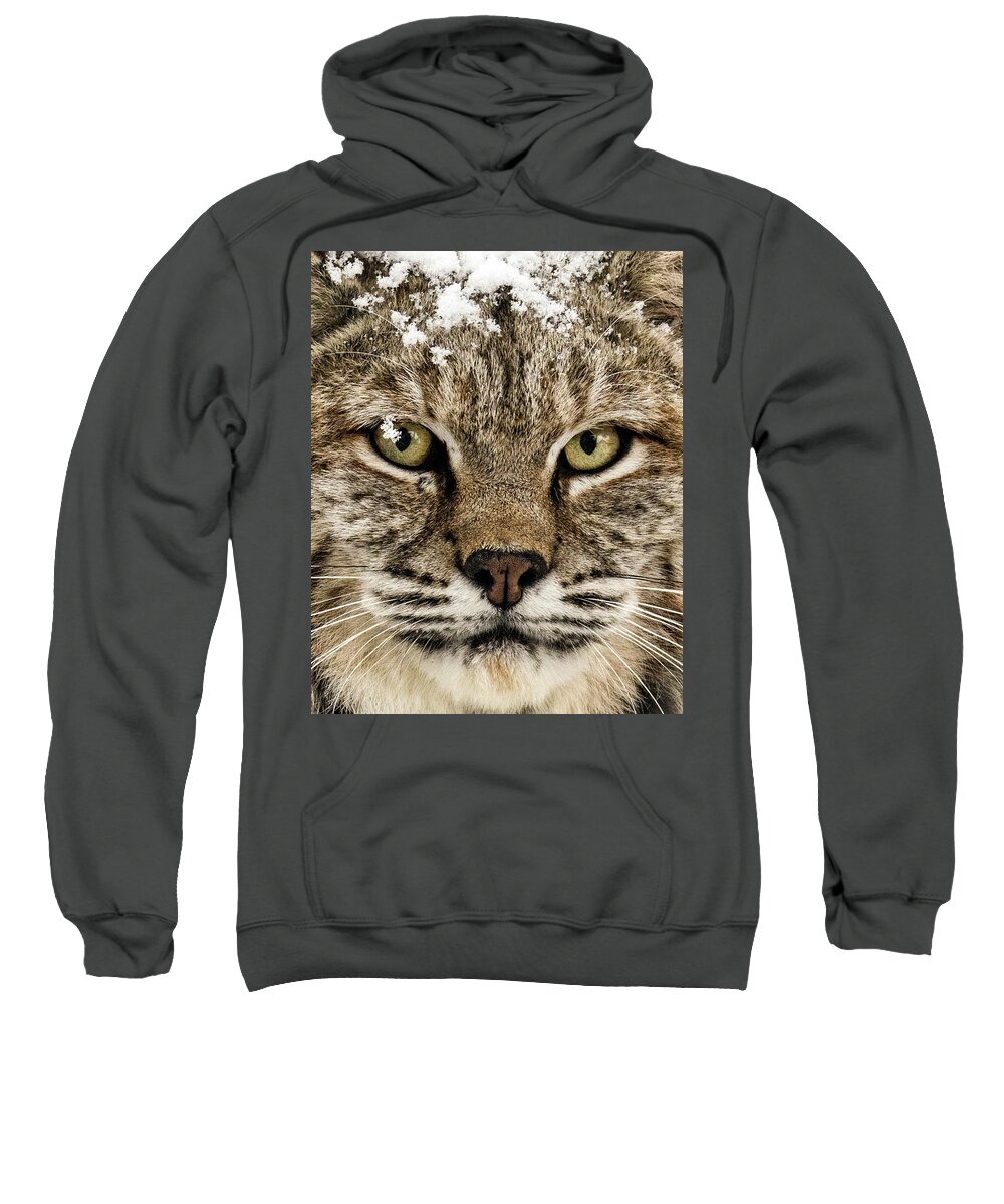 Categories Sweatshirt featuring the photograph Bobcat Whiskers by Dawn Key