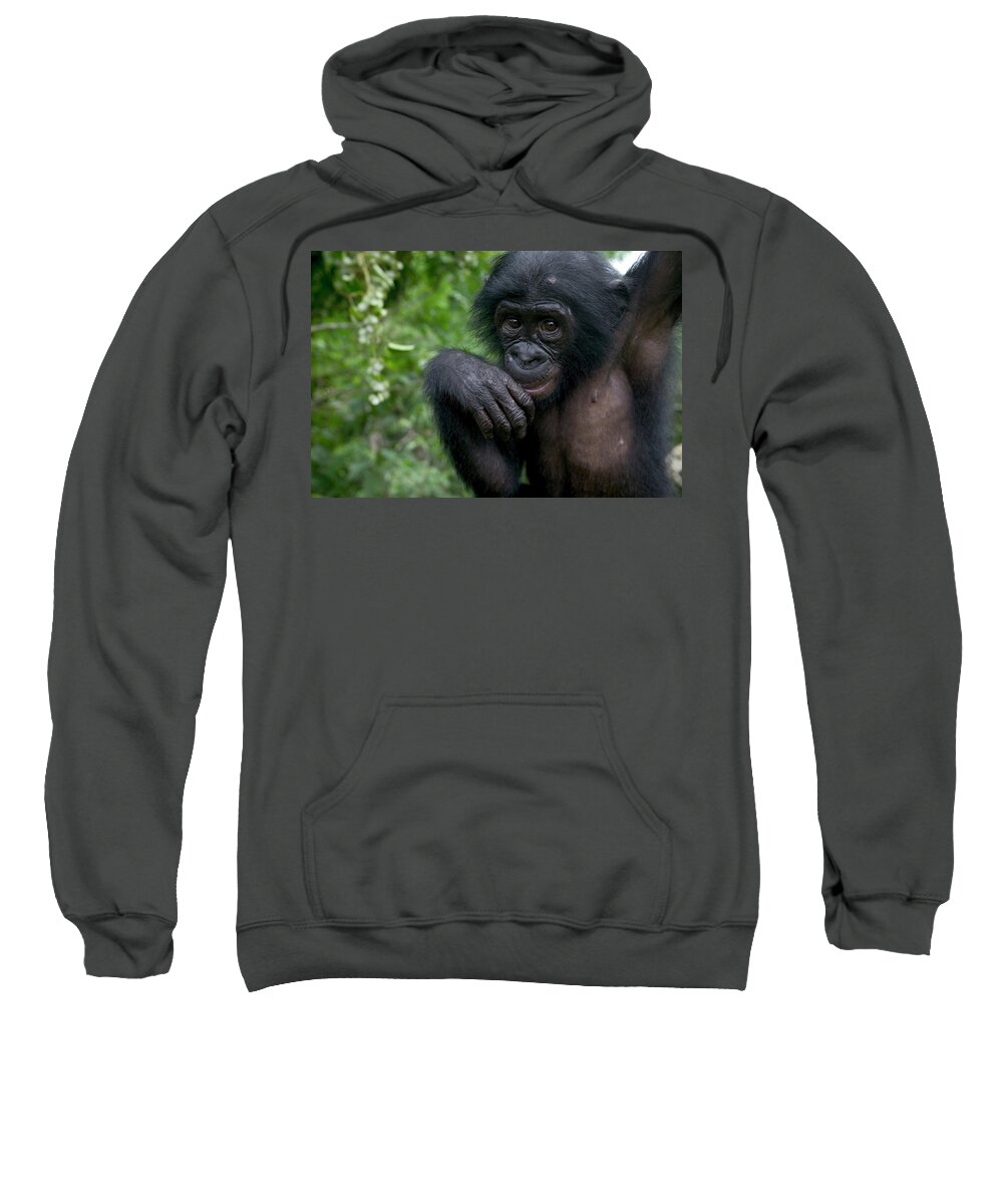 Mp Sweatshirt featuring the photograph Bonobo Pan Paniscus Juvenile Orphan by Cyril Ruoso