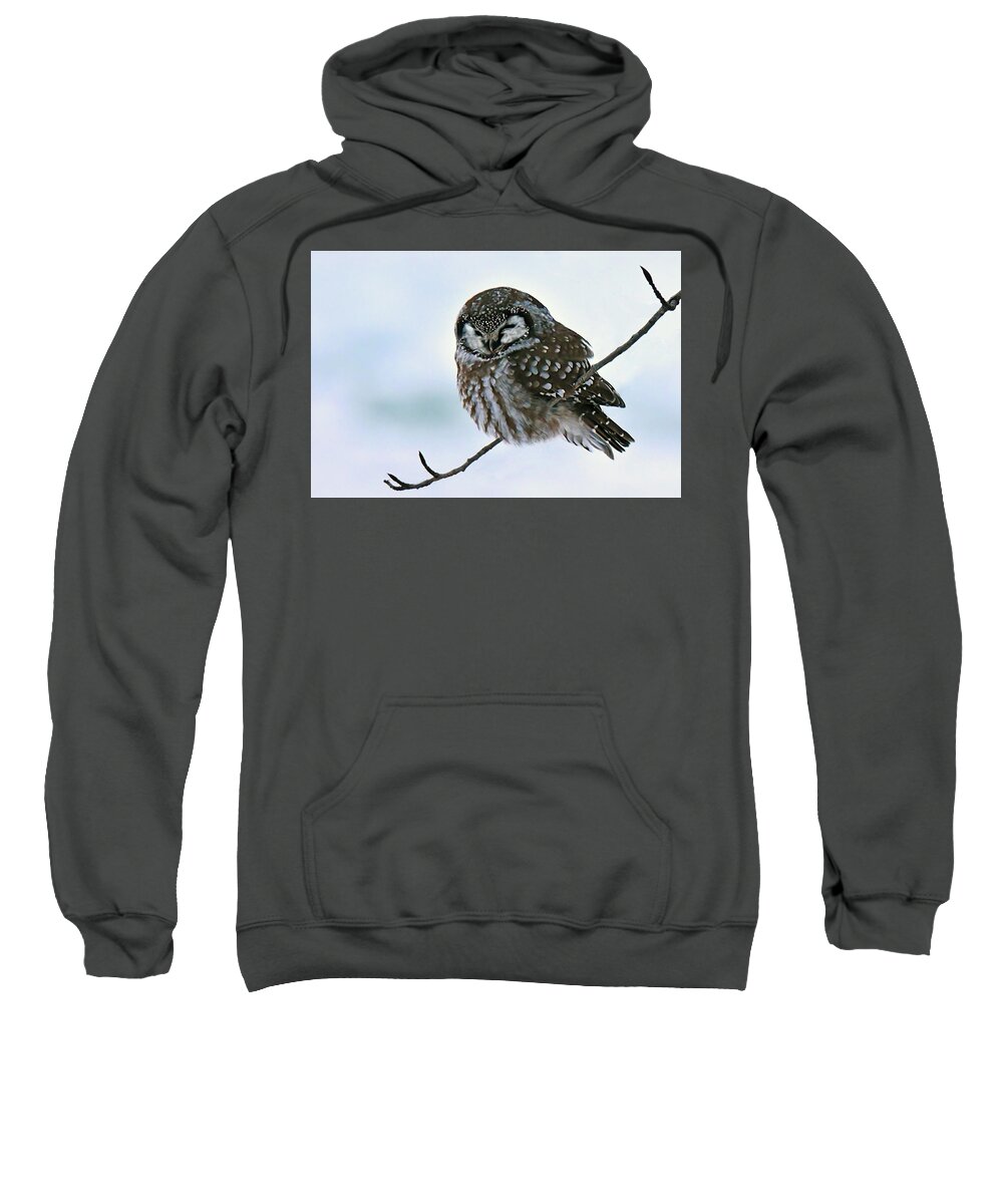 Bird Sweatshirt featuring the photograph Boreal Owl by Alan Lenk
