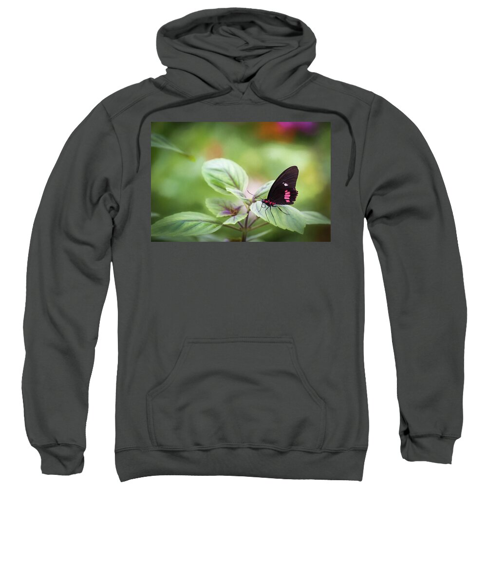 Photograph Sweatshirt featuring the photograph Brave Butterfly by Cindy Lark Hartman