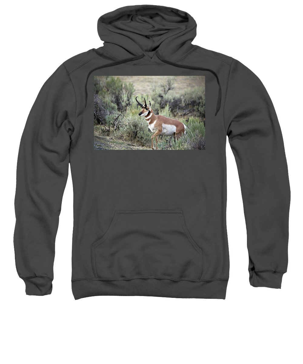 Pronghorn Antelope Sweatshirt featuring the photograph Pronghorn Buck by Jean Clark
