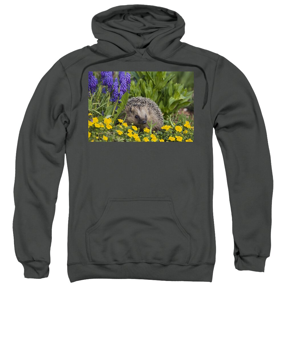 Mp Sweatshirt featuring the photograph Brown-breasted Hedgehog Erinaceus by Konrad Wothe
