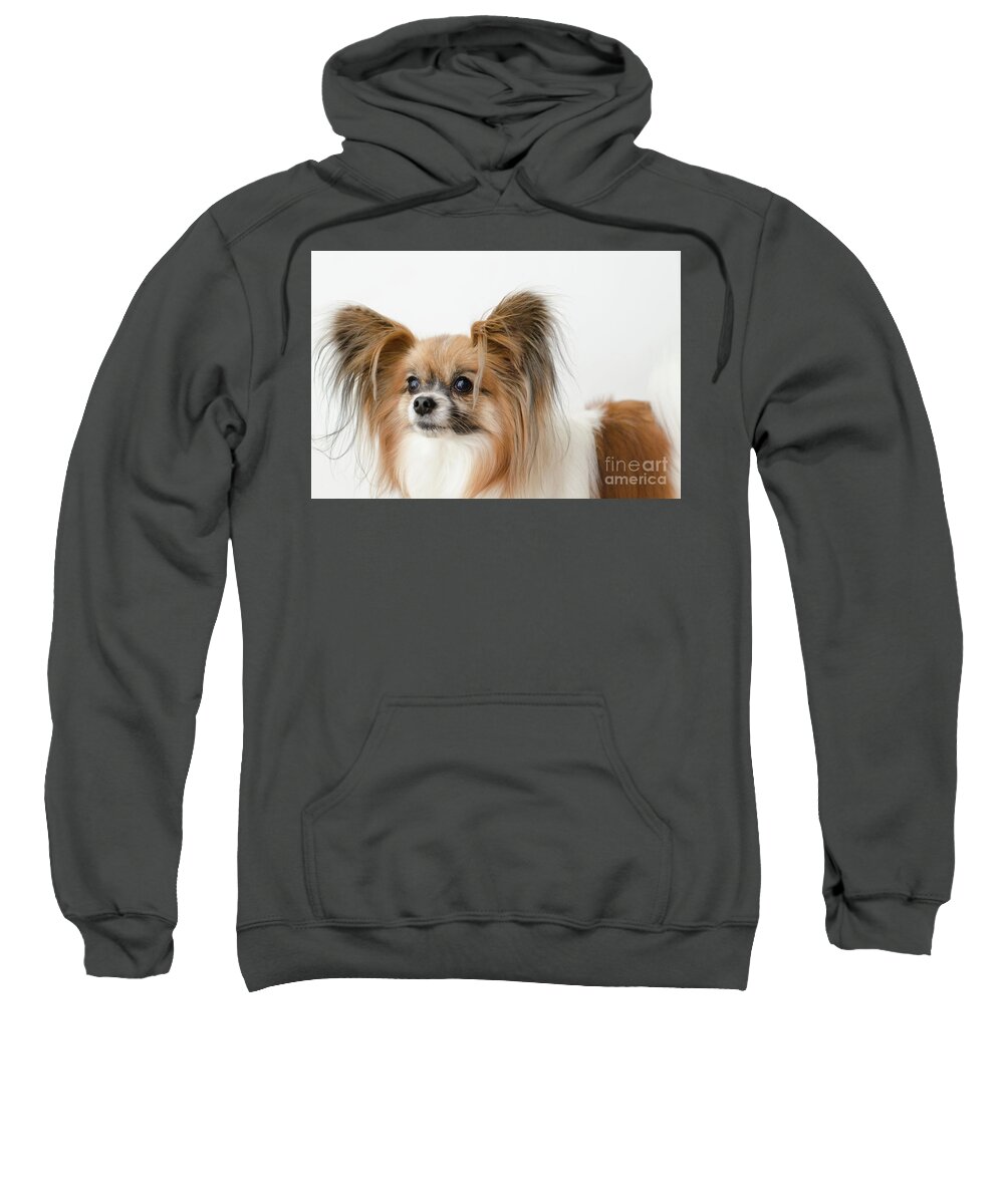 Papillon Dog Photograph Sweatshirt featuring the photograph Bunny by Irina ArchAngelSkaya