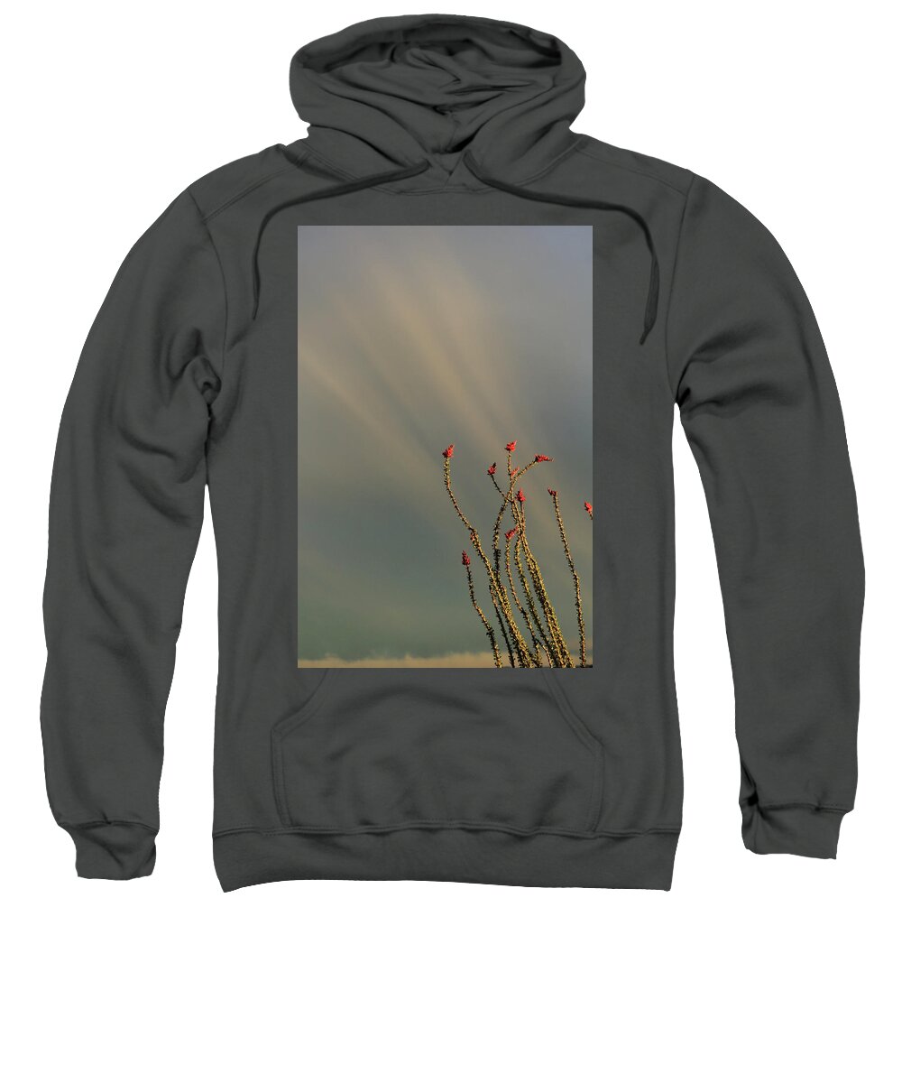 Ocotillo Sweatshirt featuring the photograph Burning Bush by David Diaz