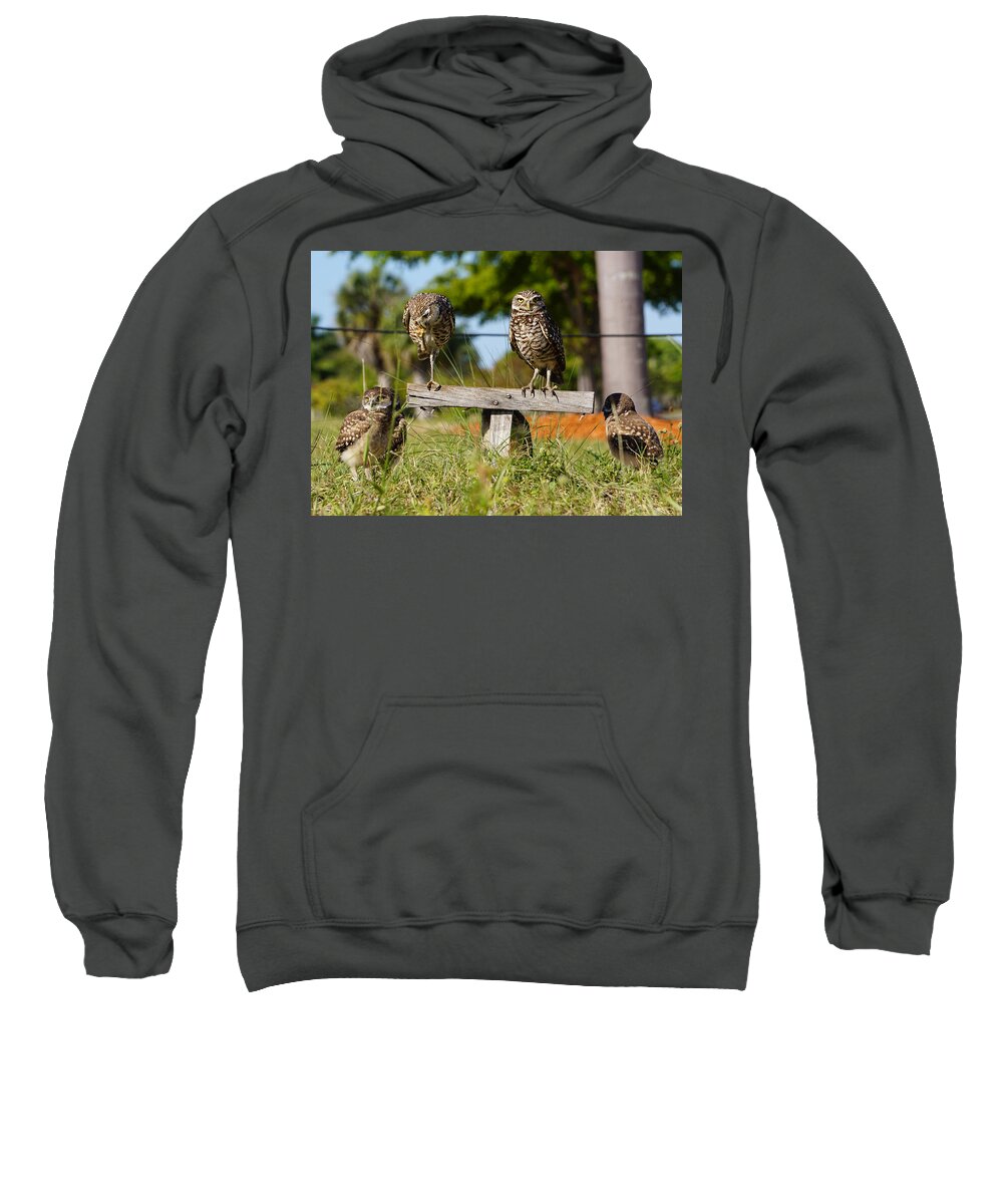 Owls Sweatshirt featuring the photograph Burrow Family by Joey Waves