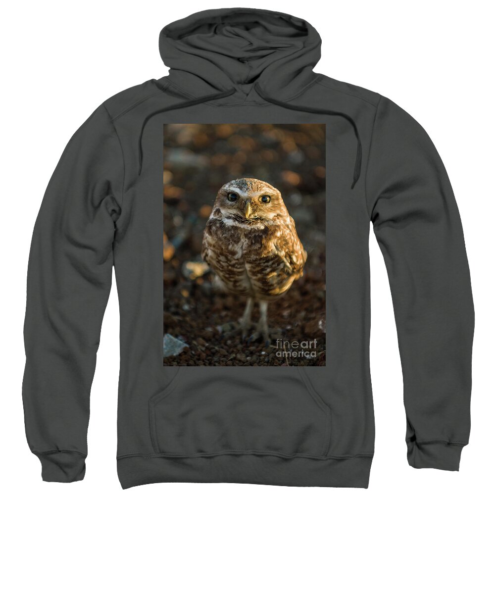 Cute Sweatshirt featuring the photograph Burrowing Owl by Dean Birinyi