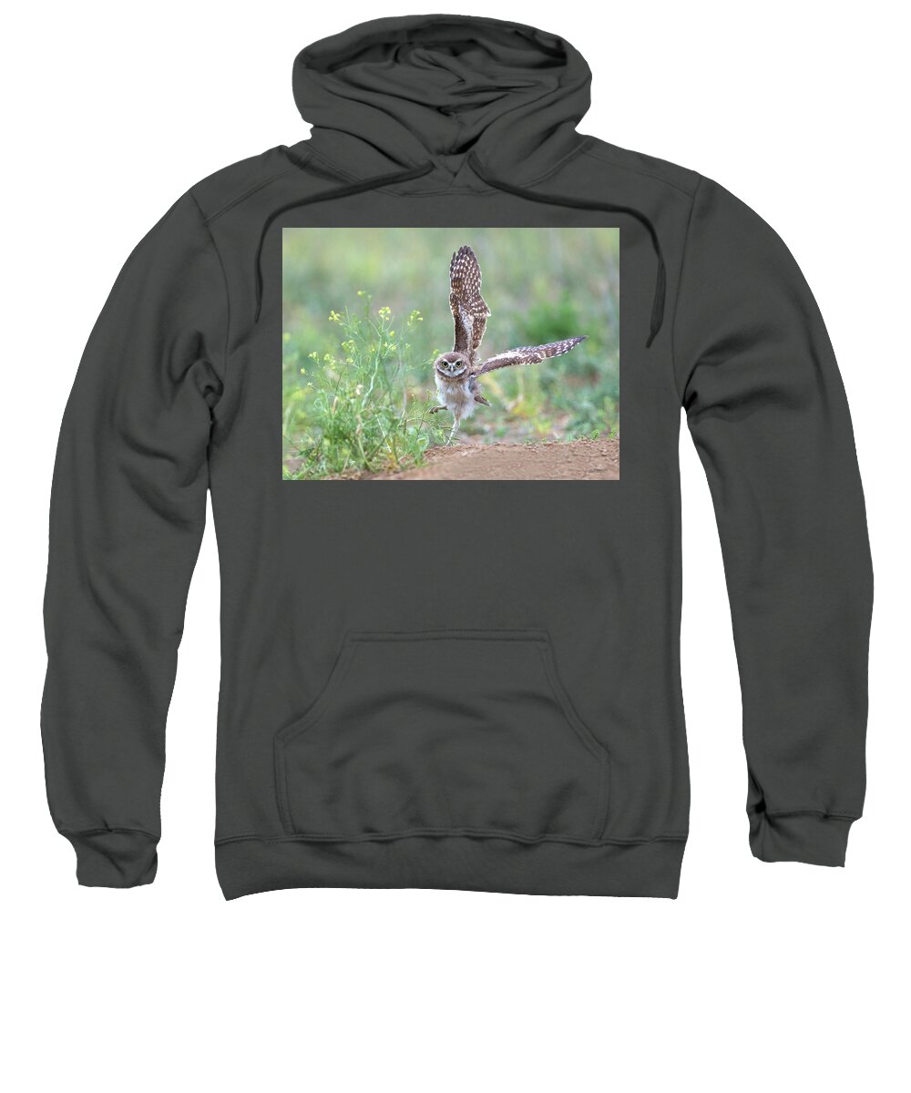 Burrowing Owls Sweatshirt featuring the photograph Helloooo There by Judi Dressler