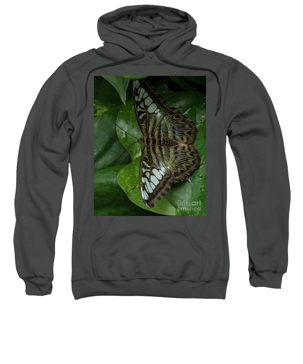 Butterfly Sweatshirt featuring the photograph Butterfly 4 by Christy Garavetto