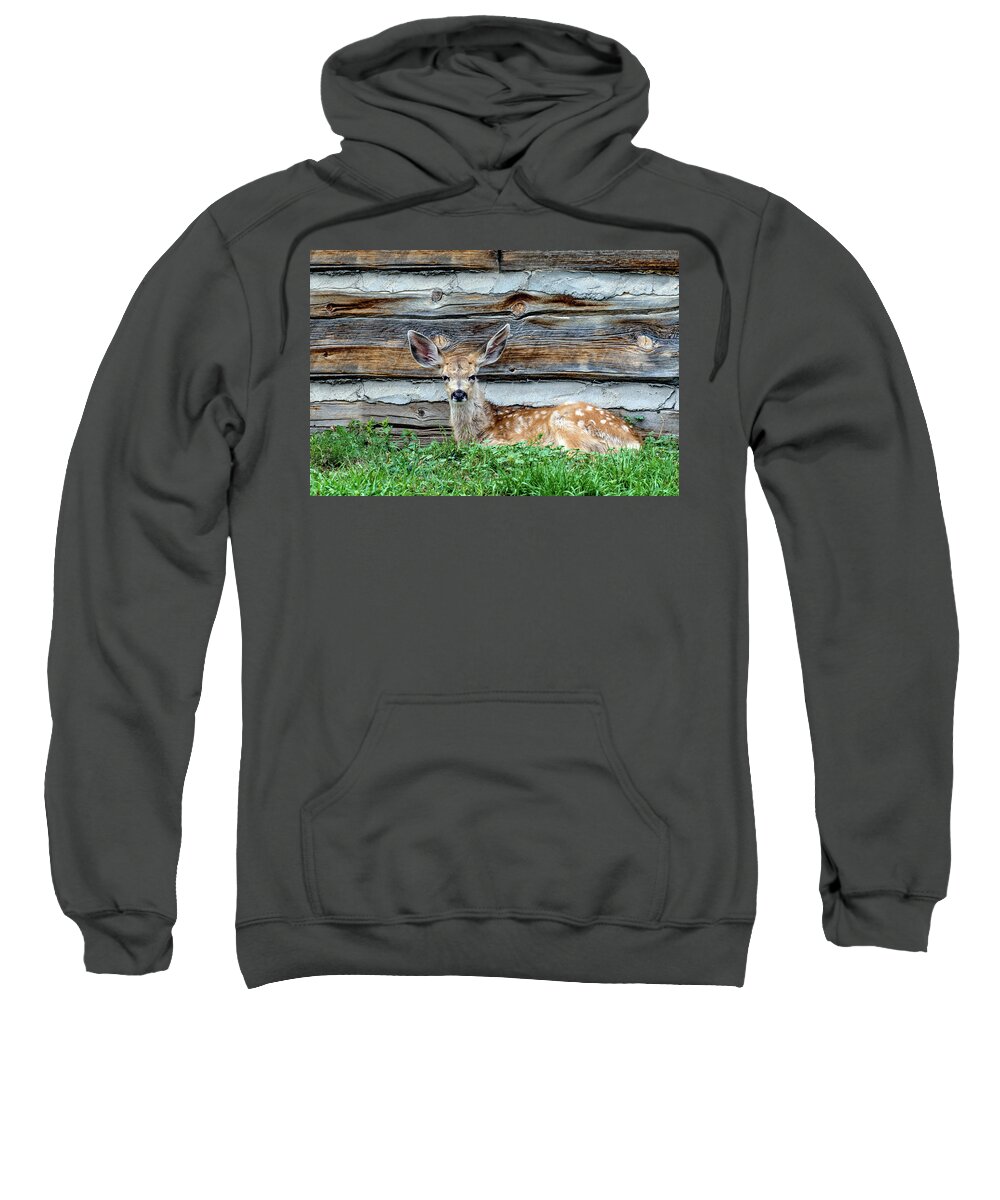 Odocoileus Hemionus Sweatshirt featuring the photograph Cabin Fawn by Dawn Key