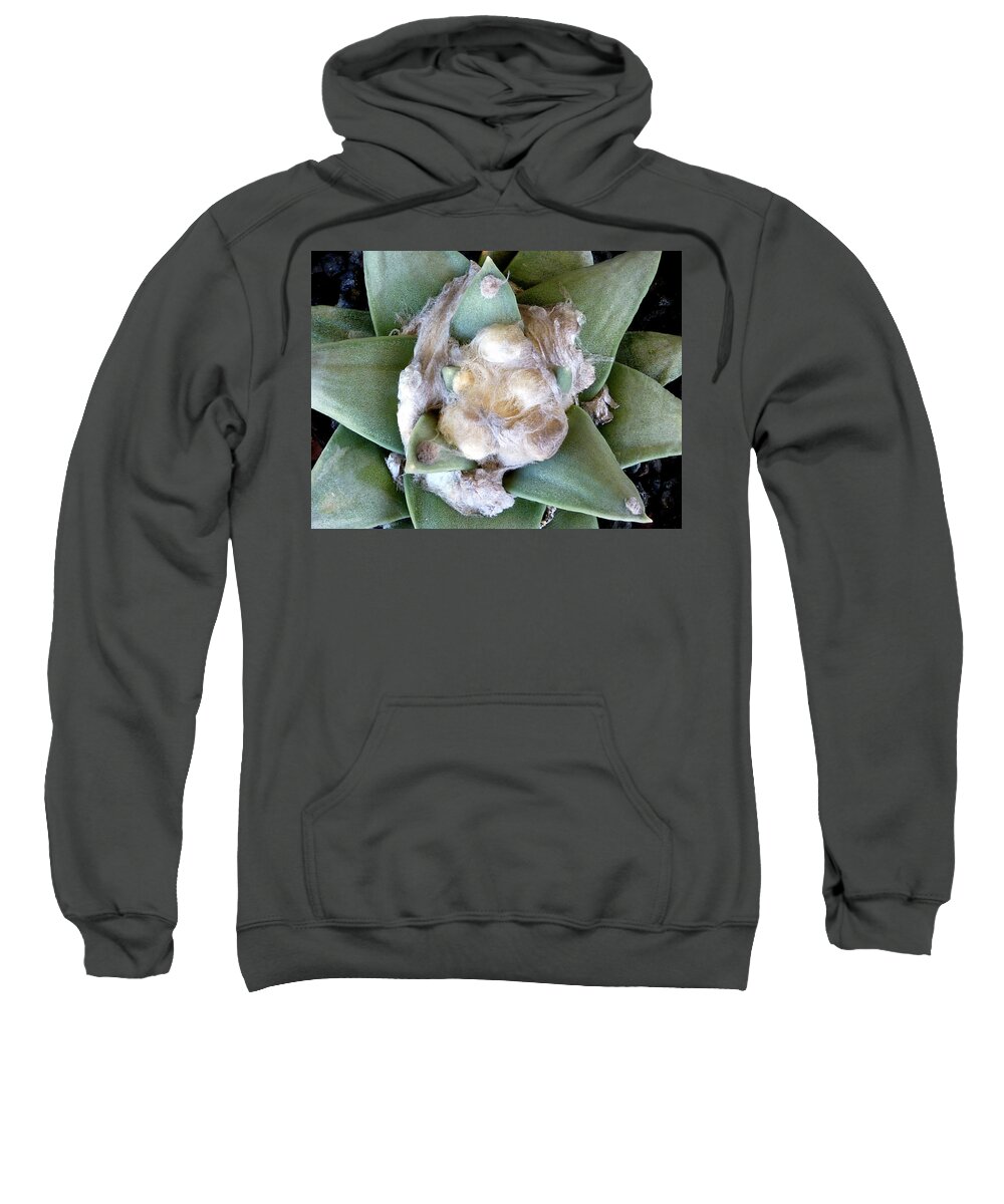 Cactus Sweatshirt featuring the photograph Cactus 3 by Selena Boron