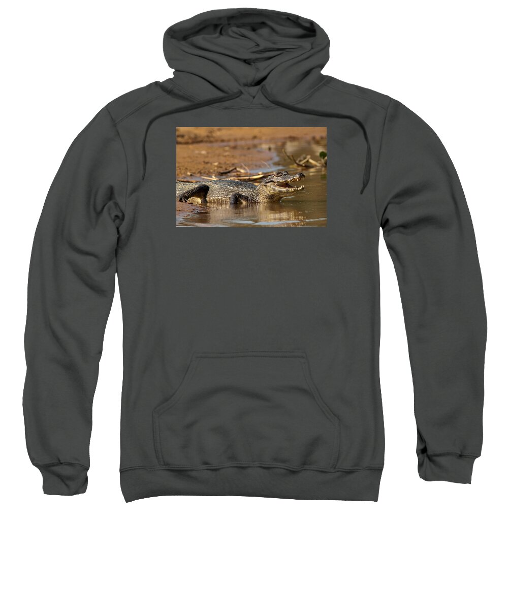 Caiman Sweatshirt featuring the photograph Caiman with Open Mouth by Aivar Mikko