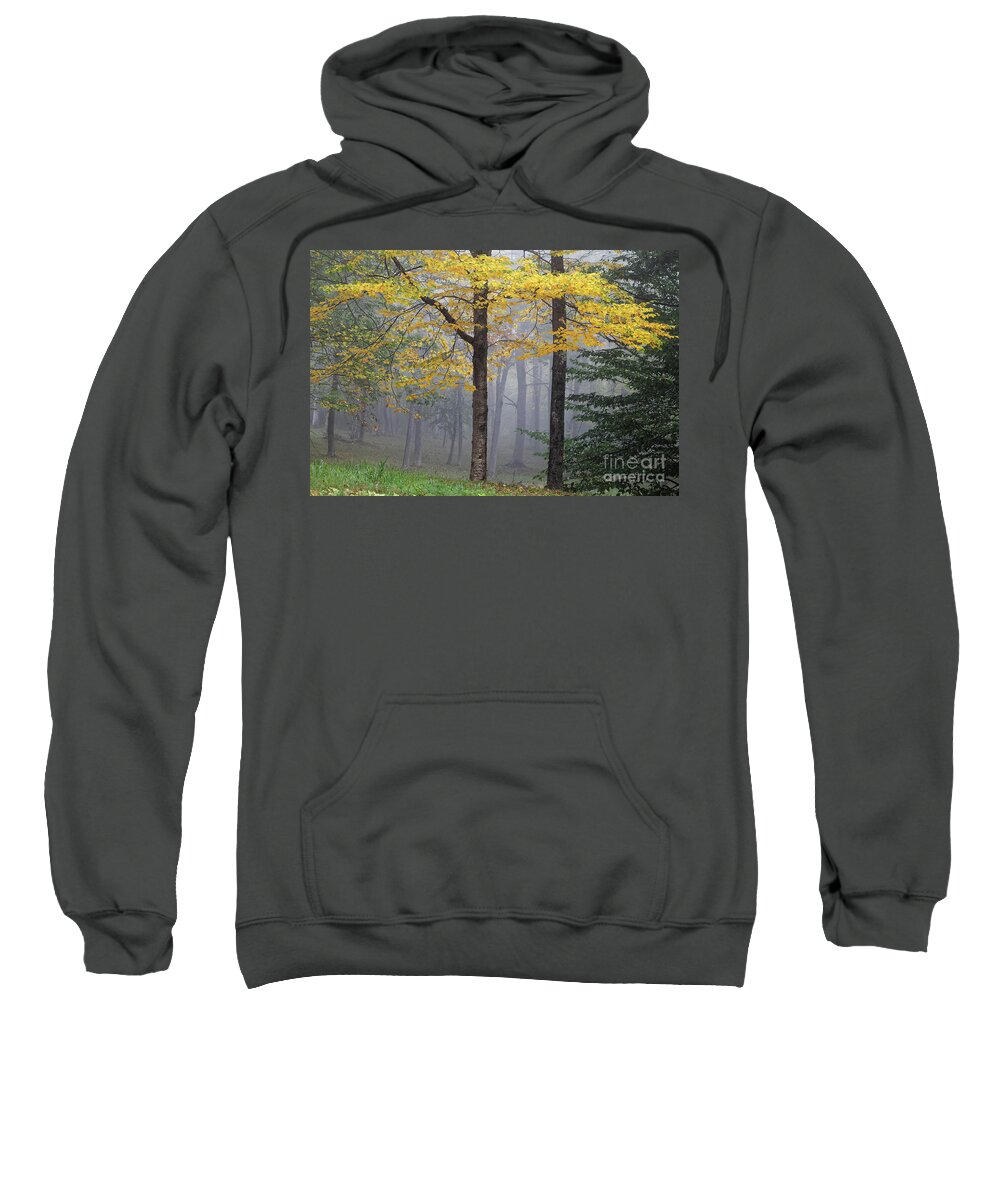 Birch Sweatshirt featuring the photograph Yellow birch tree in fog by Kevin Shields