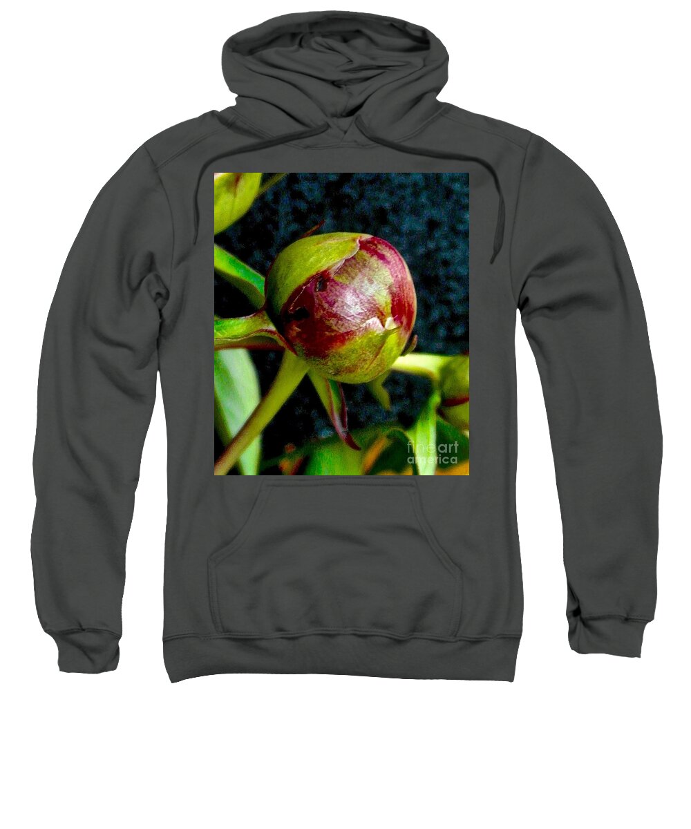 Bud Sweatshirt featuring the photograph Can't Wait To Bloom by Elisabeth Derichs