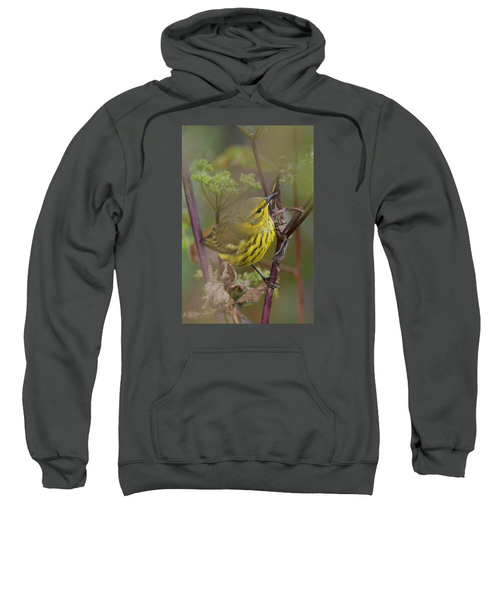 Bird Sweatshirt featuring the photograph Cape May Warbler in Wees by Alan Lenk
