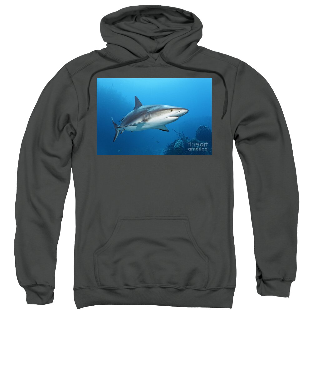 Caribbean Sweatshirt featuring the photograph The Elegant Caribbean Reef Shark by Norbert Probst