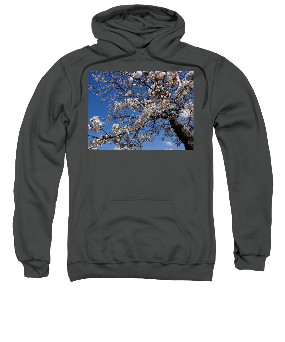Sakura Sweatshirt featuring the photograph Cherry Blossoms by T O