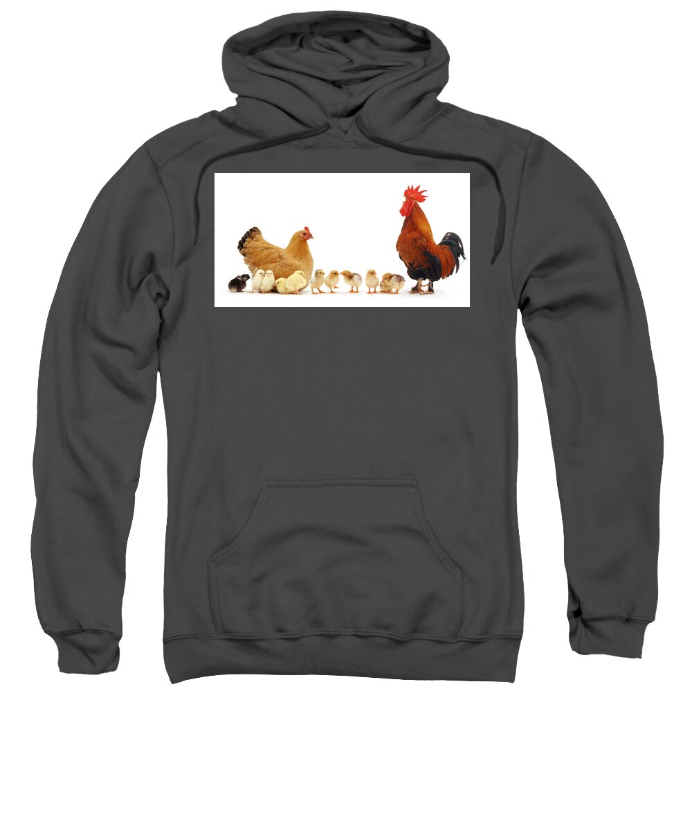 Chicken Sweatshirt featuring the photograph Chicken family by Warren Photographic