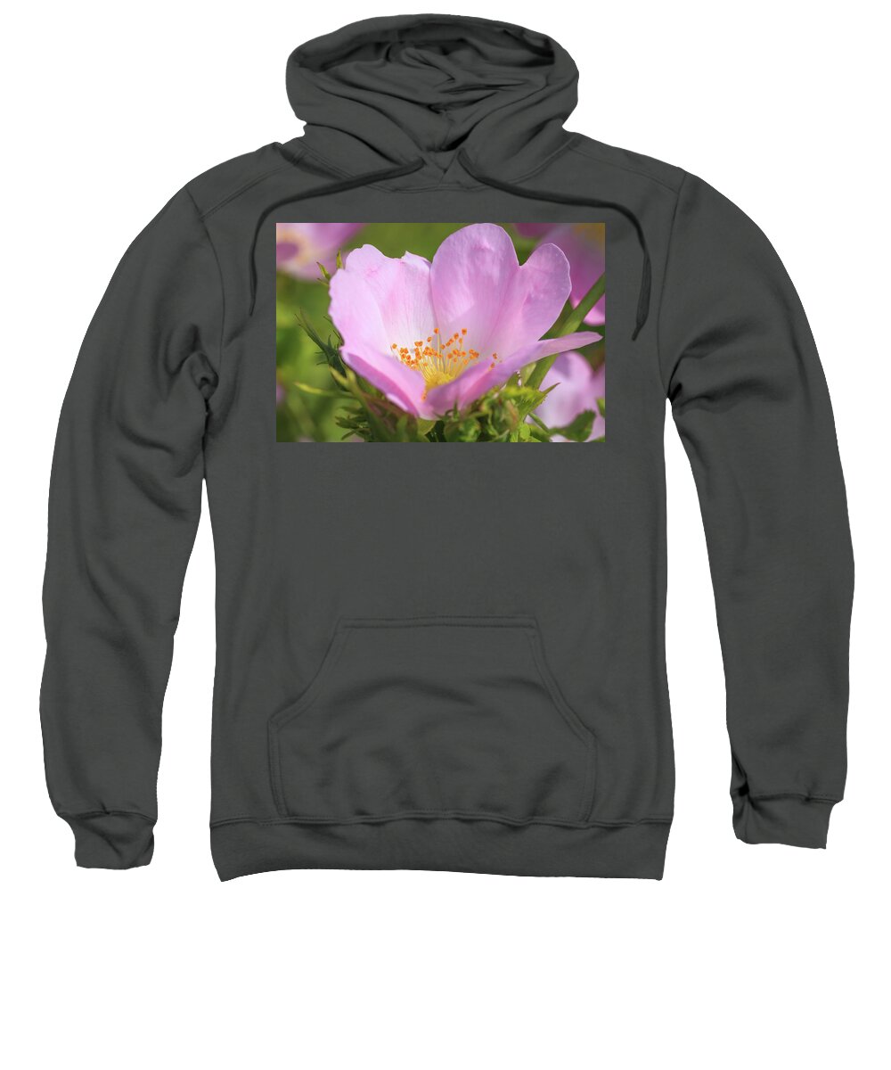 Flower Sweatshirt featuring the photograph Close-up of a Dog Rose by Tim Abeln