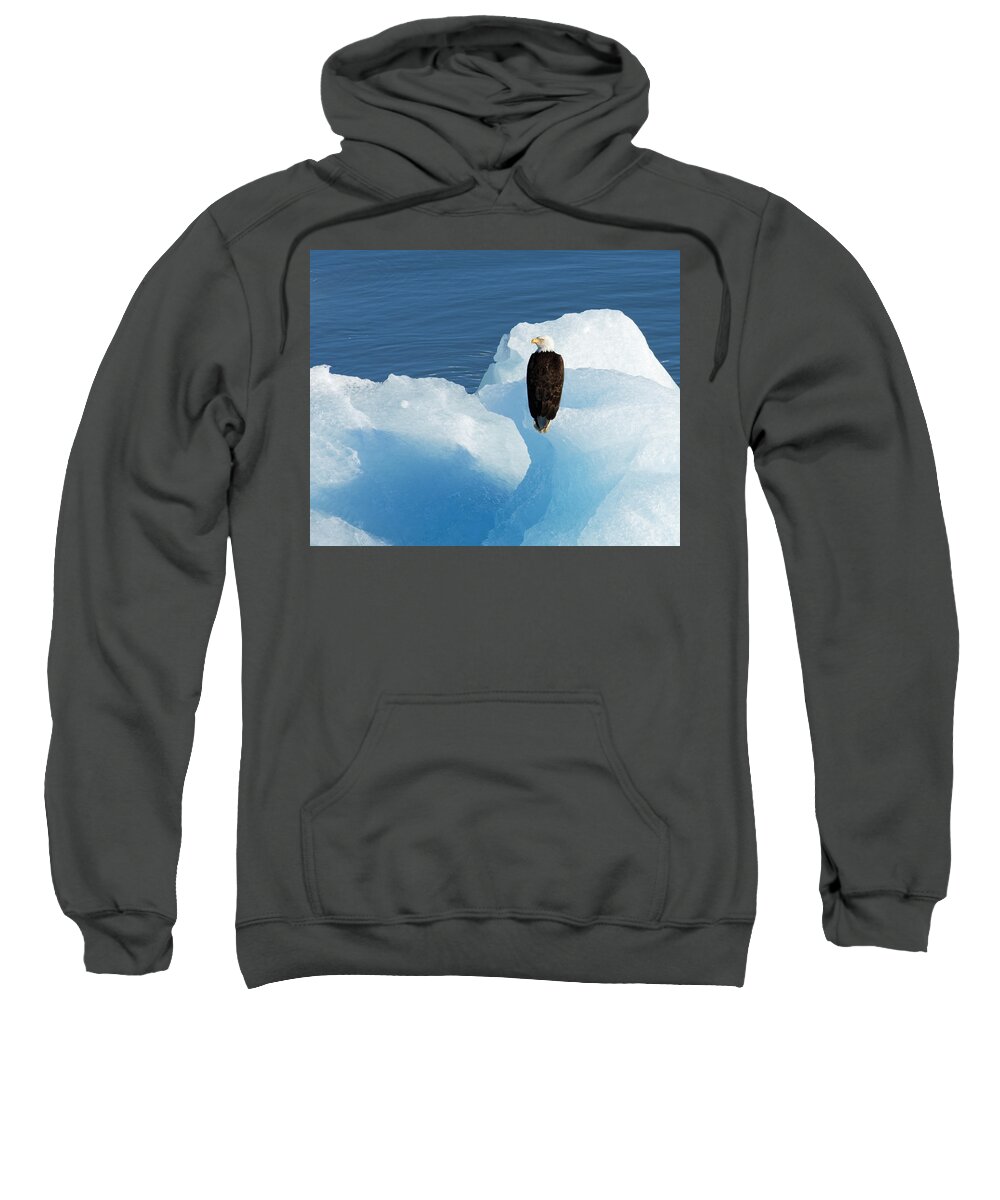 Cold Feet Sweatshirt featuring the photograph Cold Feet -- Bald Eagle on an Iceberg in Disenchantment Bay, Alaska by Darin Volpe
